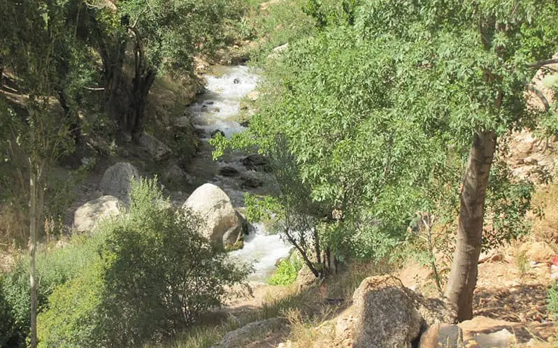 جریان رودخانه در منطقه ای سرسبز